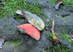 Boletus fraternus