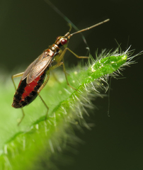 Dicyphus constrictus