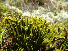 Veronica lycopodioides