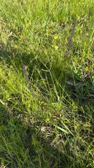Polygala appendiculata