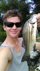 Morone mississippiensis