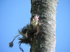 Tillandsia recurvifolia