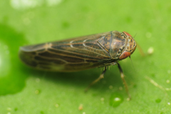 Thamnotettix dilutior