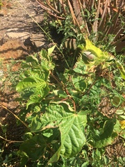 Gossypium barbadense