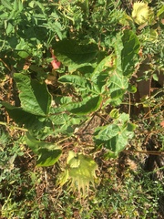 Gossypium barbadense