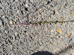 Polygala appendiculata