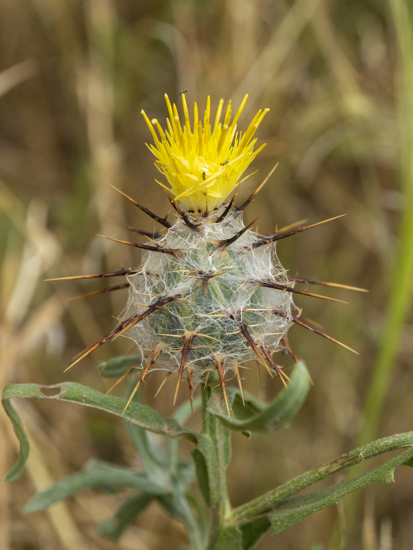 Centaurea eriophora