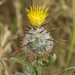 Woolly Star-Thistle - Photo (c) Unoaisaac, some rights reserved (CC BY-NC), uploaded by Unoaisaac
