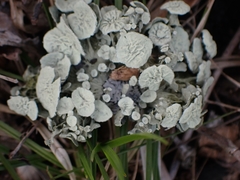 Ramalina sinensis