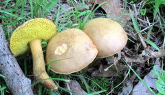 Aureoboletus innixus image