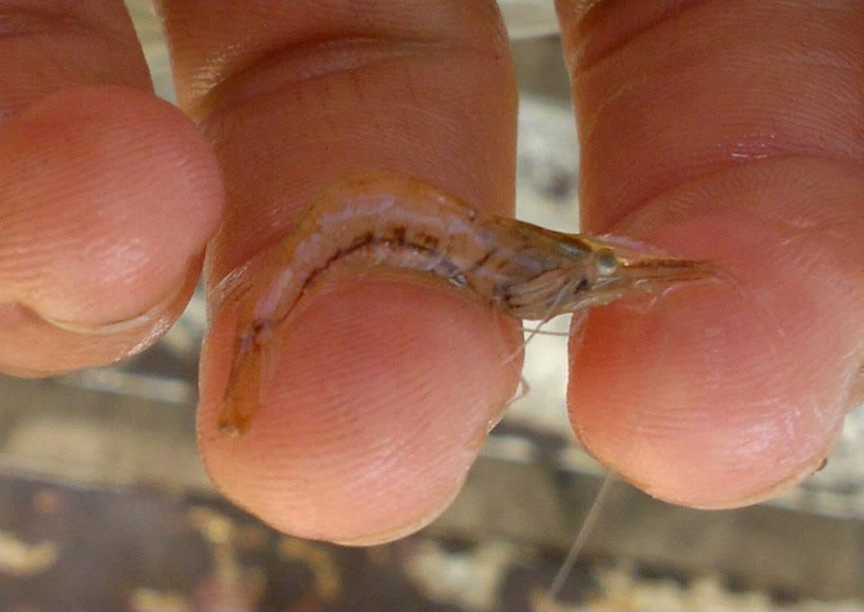Macrobrachium borellii