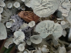 Ramalina sinensis