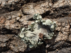 Ramalina sinensis