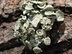 Ramalina sinensis
