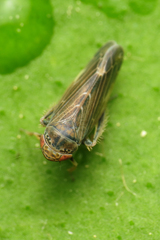 Thamnotettix dilutior