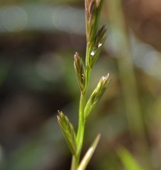 Lolium rigidum