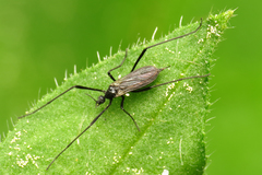 Molophilus ater