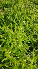 Moehringia lateriflora