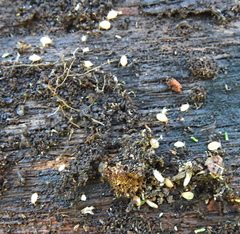 Paracletus cimiciformis