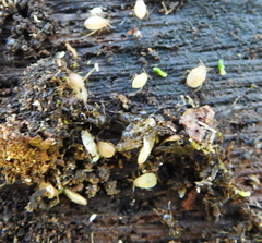 Paracletus cimiciformis
