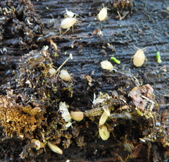 Paracletus cimiciformis