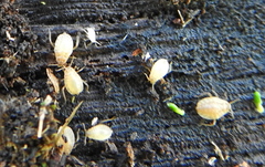 Paracletus cimiciformis