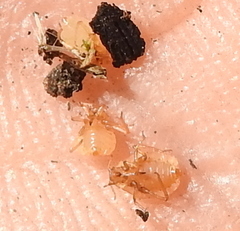 Paracletus cimiciformis