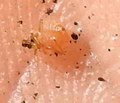 Paracletus cimiciformis