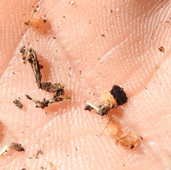 Paracletus cimiciformis