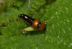 Tachyporus solutus