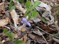 Viola selkirkii