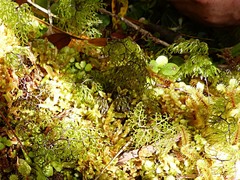 Hymenophyllum multifidum