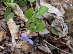 Viola selkirkii
