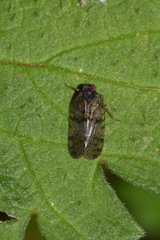 Cixius cunicularius