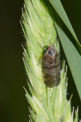 Cixius cunicularius