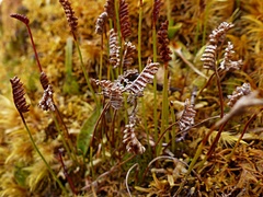 Schizaea australis