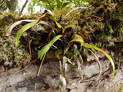 Notogrammitis rigida