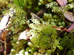Hymenophyllum multifidum