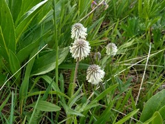 Trifolium eriocephalum