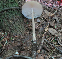 Hymenopellis sinapicolor