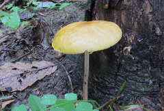 Hymenopellis sinapicolor