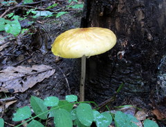 Hymenopellis sinapicolor