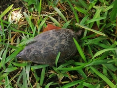 Claudius angustatus