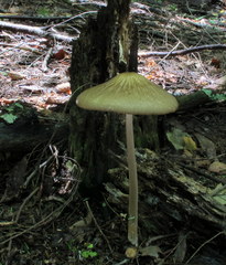 Hymenopellis furfuracea image