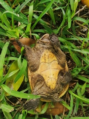 Claudius angustatus