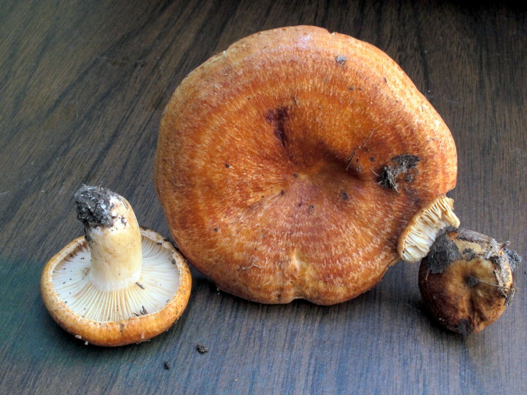 Lactarius proximellus