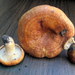 Lactarius proximellus - Photo (c) mycowalt, alguns direitos reservados (CC BY-SA), uploaded by mycowalt