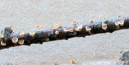 Corticium minnsiae image