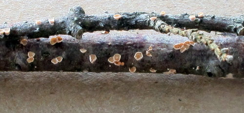 Corticium minnsiae image