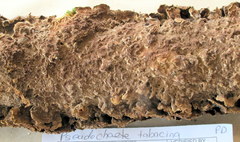 Hydnoporia tabacina image